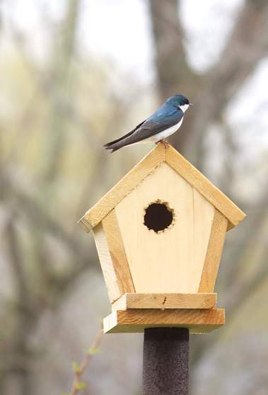 birdwatching, swallows, nova scotia birds